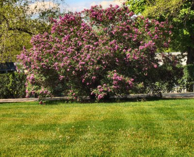 The Oversized Lilac Bush