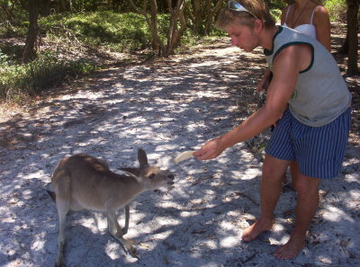 Little one the local resident Kangaroo