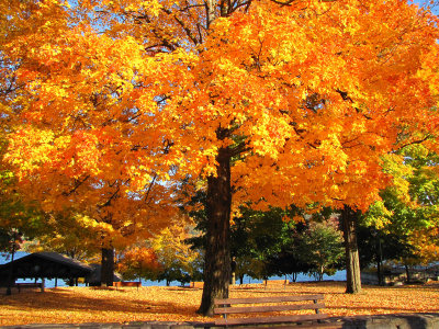 Golden Autumn