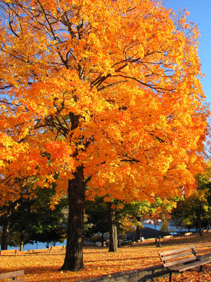 Golden Autumn