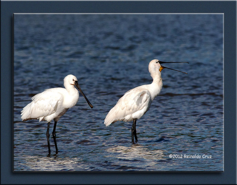 Colhereiro  ---  Spoonbill  ---  (Platalea leucorodia )