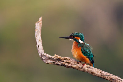 Guarda-rios comum --- Kingfisher ---  (Alcedo atthis)