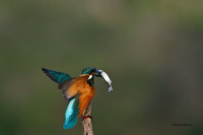 Guarda-rios comum --- Kingfisher ---  (Alcedo atthis)