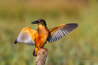 Guarda-rios-comum --- Kingfisher ---  (Alcedo atthis)