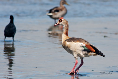 Ganso-do-Egipto --- Egiptian Goose --- (Alopochen aegyptiacus)