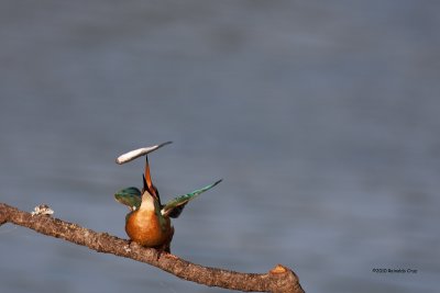 Guarda-rios-comum --- Kingfisher ---  (Alcedo atthis)