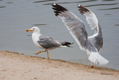 Gaivota-de-patas-amarelas --- Yellow-legged Gull --- (Larus michahellis)
