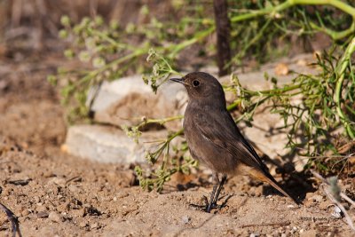 Rabirruivo-preto --- Black Redstart --- (Phoenicurus ochruros)