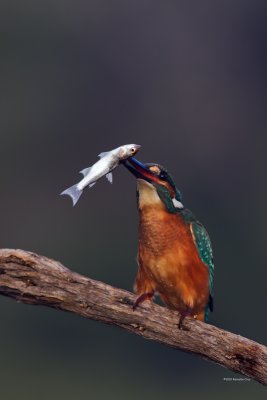Guarda-rios-comum --- Kingfisher --- (Alcedo atthis)