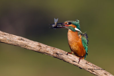 Guarda-rios-comum --- Kingfisher --- (Alcedo atthis)