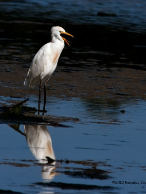 Carraceiro ---  Cattle Egret --- (Bubulcus ibis)