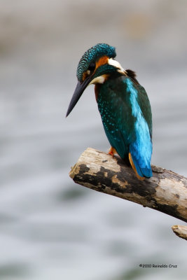 Guarda-rios-comum --- Kingfisher --- (Alcedo atthis) 