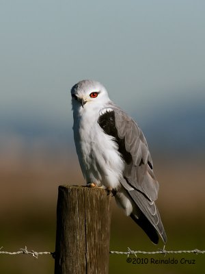 Peneireiro-cinzento --- Black-shouldered Kite --- Elanus caeruleus 
