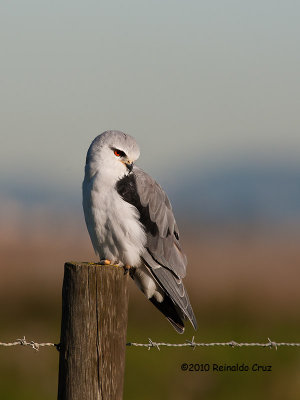 Peneireiro-cinzento --- Black-shouldered Kite --- Elanus caeruleus 