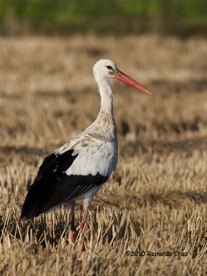 Cegonha-branca ---  White Stork --- (Ciconia ciconia)