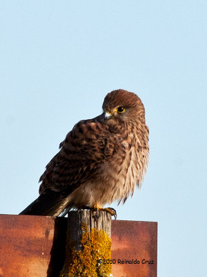 Peneireiro-vulgar --- Kestrel --- (Falco tinnunculus )