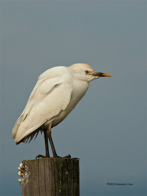 Carraceiro --- Cattle Egret --- (Bubulcus ibis )