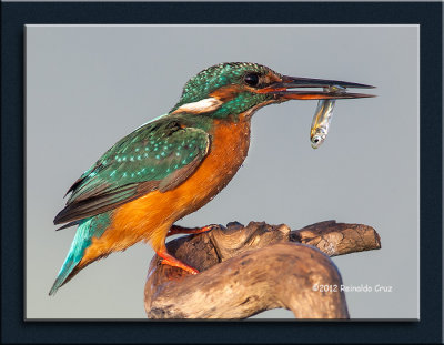 Guarda-rios-comum --- Kingfisher ---  (Alcedo atthis) 