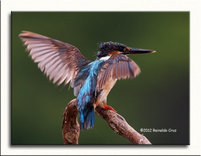 Guarda-rios comum --- Kingfisher ---  (Alcedo atthis) 