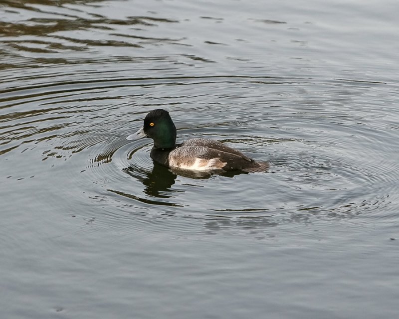 Scaup_IMG_7288.jpg