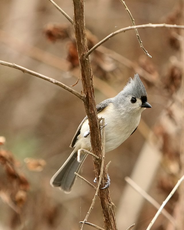 Titmouse_IMG_8669.jpg