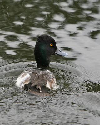 Scaup_IMG_7241.jpg