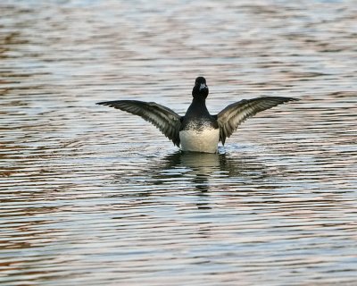 Scaup_IMG_7313.jpg