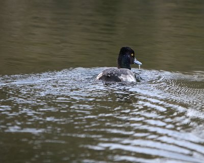 Scaup_IMG_7306.jpg