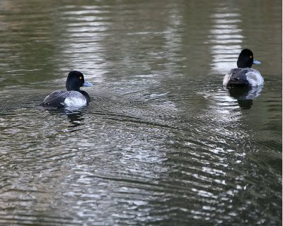 Lesser Scaup_IMG_8401.jpg