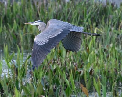 Great Blue Heron_IMG_8448.jpg