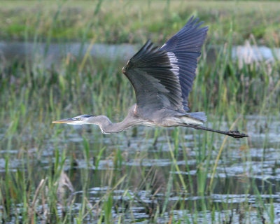 Great Blue Heron_IMG_8444.jpg