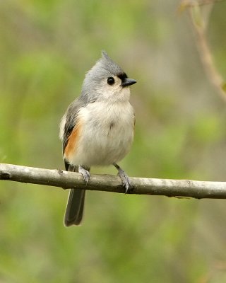 The Titmouse