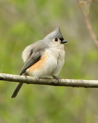 Titmouse2_IMG_8768.jpg