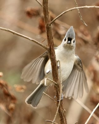 Titmouse_IMG_8672.jpg