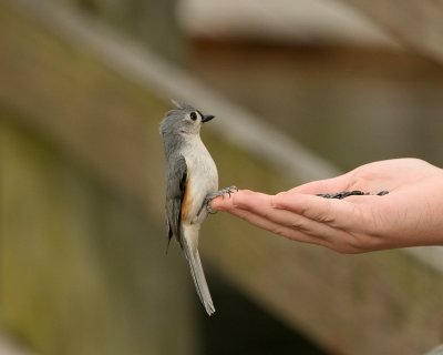 Titmouse_IMG_8728.jpg