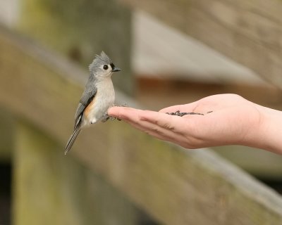 Titmouse_IMG_8748.jpg