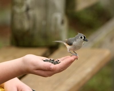 Titmouse_IMG_8781.jpg