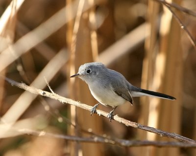 Blue Grey Gnatcatcher_IMG_8861.jpg