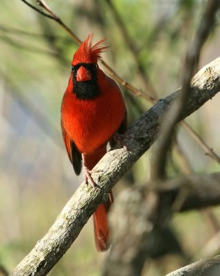 CardinaI_IMG_8903.jpg