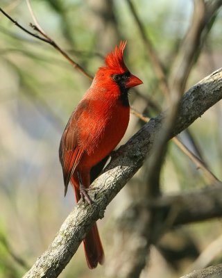 Cardinal_IMG_8906.jpg