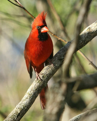 Cardinal_IMG_8910.jpg