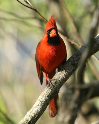 Cardinal_IMG_8911.jpg