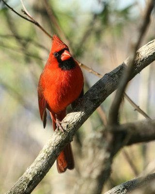 Cardinal_IMG_8917.jpg