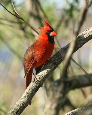 Cardinal_IMG_8922.jpg