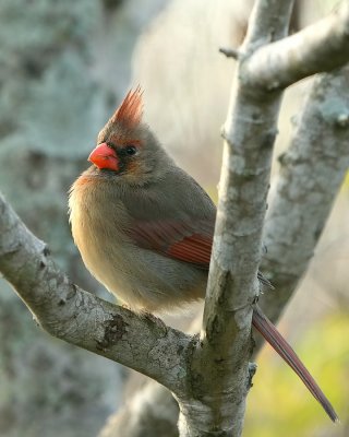 Cardinal_IMG_8969.jpg