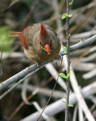 Cardinal_IMG_8983a.jpg