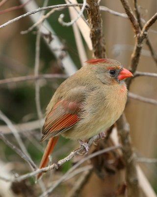 Cardinal_IMG_9006.jpg