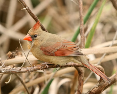 Cardinal_IMG_8716.jpg