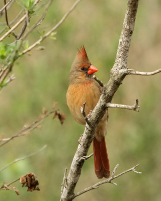 Cardinal_IMG_8752.jpg