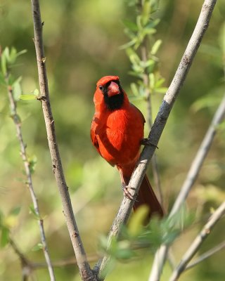 Cardinal_IMG_9106.jpg